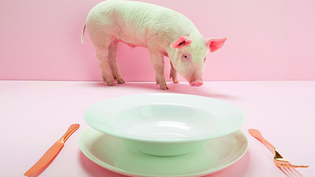 Pig