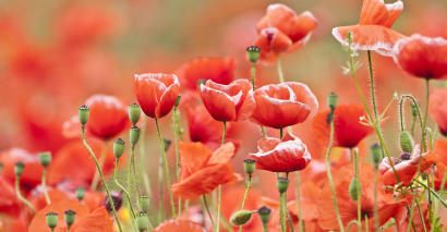 Poppies To Represent Remembrance Day Resources For EYFS, Primary Pupils