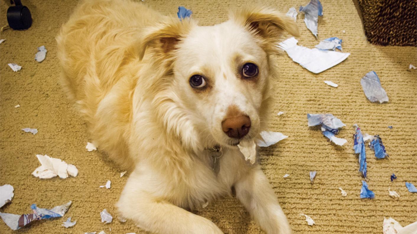 Pros and cons of homework picture