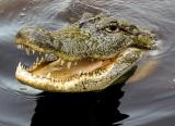 crocodile