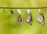 Has coronavirus permanently transformed teacher CPD?